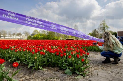 epa12031678 A tourist takes pictures of the flower fields in full bloom in Lisse, The Netherlands, 14 April 2025. In spring, the field fields are in bloom with mostly tulips, daffodils and hyacinths.  EPA/ROBIN VAN LONKHUIJSEN