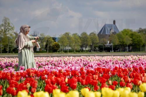 epa12031682 A tourist takes pictures of the flower fields in full bloom in Lisse, The Netherlands, 14 April 2025. In spring, the field fields are in bloom with mostly tulips, daffodils and hyacinths.  EPA/ROBIN VAN LONKHUIJSEN