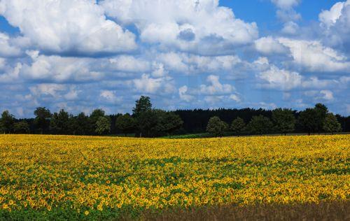 epa12247773 Sunflowers on a field near Gladowshoehe, Germany, 19 July 2025.  EPA/HANNIBAL HANSCHKE