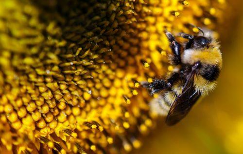epaselect epa12247769 A bumblebee searches for nectar in a sunflower on a field near Gladowshoehe, Germany, 19 July 2025.  EPA/HANNIBAL HANSCHKE