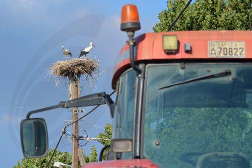 Πελαργοί πάνω στη φωλιά τους διακρίνονται πίσω από τρακτέρ, κατά τη διάρκεια του συλλαλητηρίου αγροτών και κτηνοτρόφων, στον οδικό άξονα Λάρισας – Αγιάς, στο Ελευθέριο, Τρίτη 29 Ιουλίου 2025. Συλλαλητήριο με γεωργικά μηχανήματα, πραγματοποιούν σήμερα, αγρότες και κτηνοτρόφοι από την ευρύτερη περιοχή του πρώην δήμου Πλατυκάμπου, με τα εξής αιτήματα: άμεση...