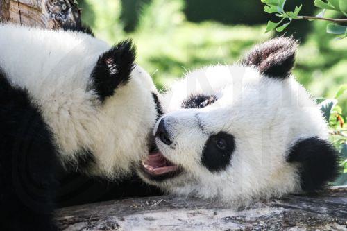 epa12316102 Giant panda cub twins Leni and Lotti cuddle in their enclosure as they celebrate their first birthday at the Berlin Zoo in Berlin, Germany, 22 August 2025.  EPA/Filip Singer
