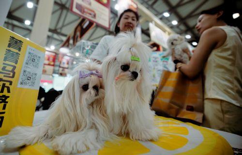 epa12316532 Dogs on display at Pet Fair Asia 2025, in Shanghai, China, 22 August 2025. The 27th edition of Pet Fair Asia, the largest exhibition for the pet industry in the Asia-Pacific region and one of the largest globally, is scheduled to take place in Shanghai from 20 to 24 August, featuring over 2,500 exhibitors showcasing the latest advancements in...