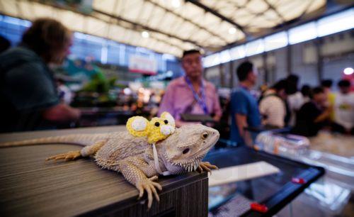 epa12316535 A reptile stands on display at Pet Fair Asia 2025, in Shanghai, China, 22 August 2025. The 27th edition of Pet Fair Asia, the largest exhibition for the pet industry in the Asia-Pacific region and one of the largest globally, is scheduled to take place in Shanghai from 20 to 24 August, featuring over 2,500 exhibitors showcasing the latest...