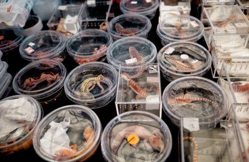 epa12316536 Baby reptiles for sale stand on display at Pet Fair Asia 2025, in Shanghai, China, 22 August 2025. The 27th edition of Pet Fair Asia, the largest exhibition for the pet industry in the Asia-Pacific region and one of the largest globally, is scheduled to take place in Shanghai from 20 to 24 August, featuring over 2,500 exhibitors showcasing the...