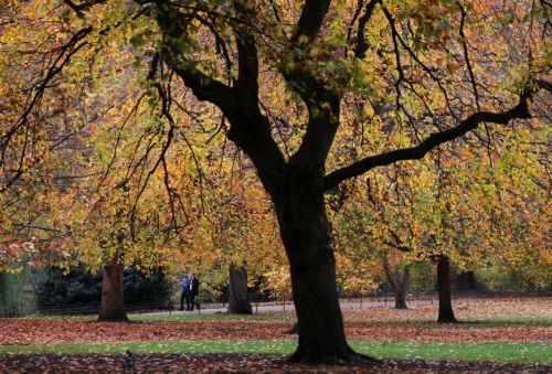 epa12502428 People walk amidst autumn leaves in St. James's Park, London, Britain, 04 November 2025.  EPA/ANDY RAIN