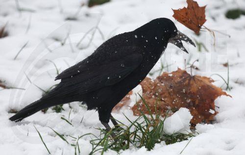 epa12531384 A bird searches for food in a snow covered park during a rainy autumn day at a residential area in Moscow, Russia, 17 November 2025.  EPA/MAXIM SHIPENKOV