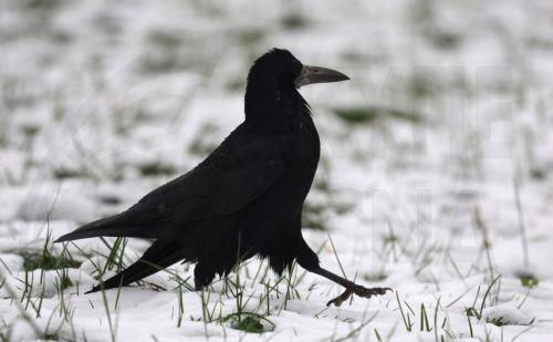epa12531388 A bird walks in a snow covered park during a rainy autumn day at a residential area in Moscow, Russia, 17 November 2025.  EPA/MAXIM SHIPENKOV