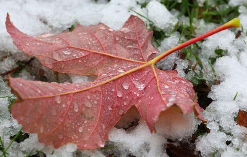 epa12531390 A leaf lays on the ground in a snow covered park during a rainy autumn day at a residential area in Moscow, Russia, 17 November 2025.  EPA/MAXIM SHIPENKOV