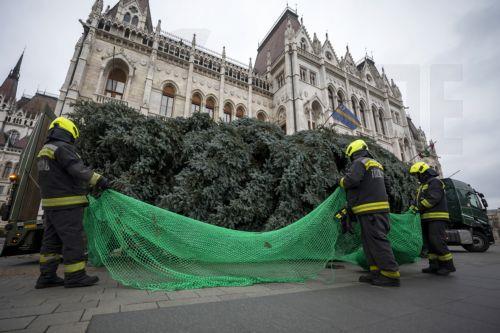 epa12545691 Firemen unwrap a pine to be erected as the Christmas tree of the country in Kossuth Square at the parliament building in Budapest, Hungary, 24 November 2025. The 23-meter-tall and 40-year-old blue spruce was picked from a selection of 31 pines and transported from the northeastern county of Szabolcs-Szatmar-Bereg.  EPA/Zoltan Balogh HUNGARY OUT