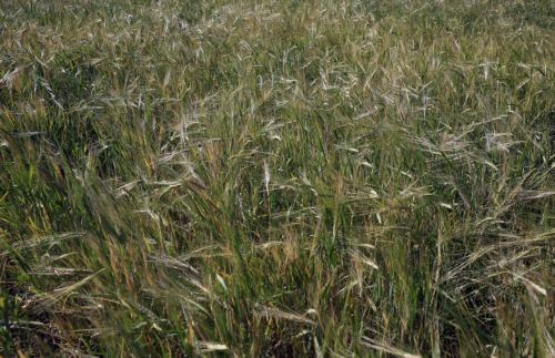 epa12562926 A barley field before the harvest season in Sana'a, Yemen, 01 December 2025. The Food and Agriculture Organization (FAO) has developed a plan for Yemen to mobilize more than 260 million US dollars to support approximately 1.34 million households (9.38 million people) across the conflict-ravaged country, focusing on restoring local food...