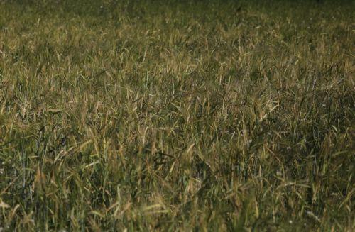 epa12562927 A barley field before the harvest season in Sana'a, Yemen, 01 December 2025. The Food and Agriculture Organization (FAO) has developed a plan for Yemen to mobilize more than 260 million US dollars to support approximately 1.34 million households (9.38 million people) across the conflict-ravaged country, focusing on restoring local food...