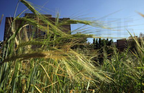 epa12562928 A barley field before the harvest season in Sana'a, Yemen, 01 December 2025. The Food and Agriculture Organization (FAO) has developed a plan for Yemen to mobilize more than 260 million US dollars to support approximately 1.34 million households (9.38 million people) across the conflict-ravaged country, focusing on restoring local food...