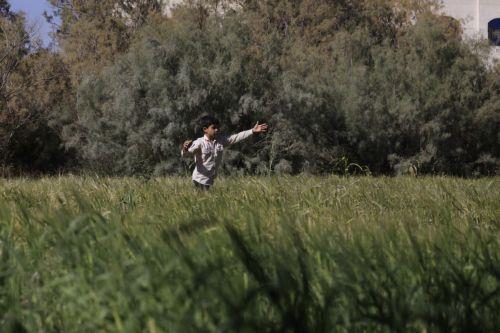 epa12562930 A boy walks through a barley field before the harvest season in Sana'a, Yemen, 01 December 2025. The Food and Agriculture Organization (FAO) has developed a plan for Yemen to mobilize more than 260 million US dollars to support approximately 1.34 million households (9.38 million people) across the conflict-ravaged country, focusing on restoring...