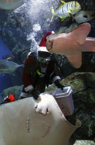 epa12600420 A Thai diver dressed as Santa Claus feeds a ray during an underwater feeding special event to celebrate Christmas at Sea Life Bangkok aquarium in Bangkok, Thailand, 18 December 2025. The Santa Dive underwater feeding sharks and rays performance is held to celebrate Christmas and attract tourists, and it will run until 25 December 2025. ...