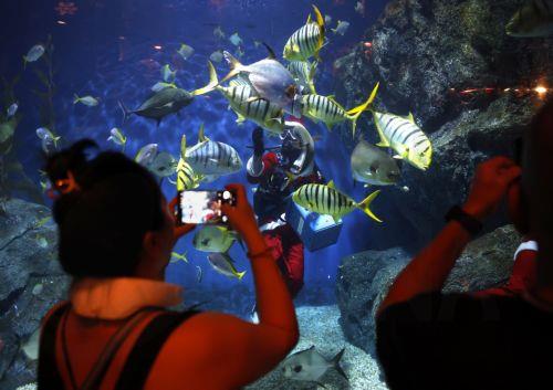 epa12600423 Tourists photograph a Thai diver dressed as Santa Claus feeding fishes during a shark feeding special event to celebrate Christmas at Sea Life Bangkok aquarium in Bangkok, Thailand, 18 December 2025. The Santa Dive underwater feeding sharks and rays performance is held to celebrate Christmas and attract tourists, and it will run until 25...