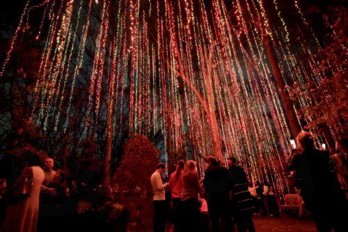 epa12612694 People visit the audiovisual light installation 'Nature's Wonder' at the Atlanta Botanical Garden's 'Garden Lights, Holiday Nights' display in Atlanta, Georgia, USA, 25 December 2025(Issued 26 December 2025). The popular holiday light display, in its 15th year, runs through 11 January 2026.  EPA/ERIK S. LESSER