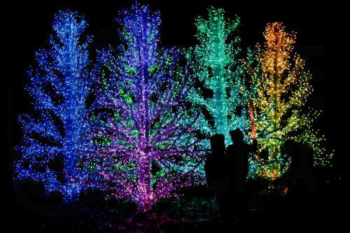 epa12612700 People visit the light installation 'Glowing Grove' at the Atlanta Botanical Garden's 'Garden Lights, Holiday Nights' display in Atlanta, Georgia, USA, 25 December 2025 (Issued 26 December 2025). The popular holiday light display, in its 15th year, runs through 11 January 2026.  EPA/ERIK S. LESSER