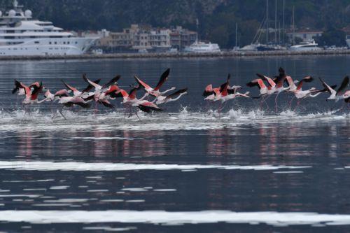Πανέμορφα πτηνά το είδος φλαμίνγκο, προσγειώθηκαν στον Υδροβιότοπο του Ναυπλίου για να ξεκουραστούν κατά το ταξίδι τους σε θερμότερα μέρη, Παρασκευή 26 Δεκεμβρίου 2025. ΑΠΕ-ΜΠΕ /ΑΠΕ-ΜΠΕ/ΜΠΟΥΓΙΩΤΗΣ ΕΥΑΓΓΕΛΟΣ