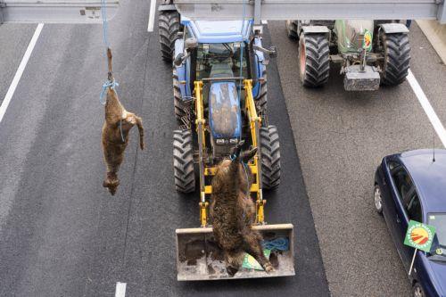 epa12616821 Two wild boars hang from one of the tractors participating ina demostration on the C-25 motorway as it passes through Gurb, Barcelona, Spain, 29 December 2025. Agricultural union Unio de Pagesos (UP) organized a protest with tractors to block the connection between Lleida and Girona, in protest against the 'mismanagement of game animals' and to...