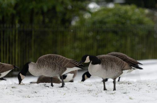 epa12637953 Geese roam through snow in the Pavilion Gardens in Buxton, Britain, 09 January 2026. Met Office yellow and amber warnings for ice, snow and wind remain in force across much of Britain after Storm Goretti, the first named storm of the year, brought heavy snowfall and strong winds.  EPA/ADAM VAUGHAN
