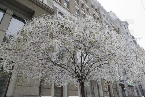 epa12639145 An ice-covered tree is seen after the night's ice-rain and hard frost that followed it in Kyiv, Ukraine, 09 January 2026, amid the ongoing Russian invasion. The Ukrainian capital faces hard electricity and heating cut-offs due to the massive combined drone and missile attacks as freezing temperatures of up to minus 25 degrees Celsius are...