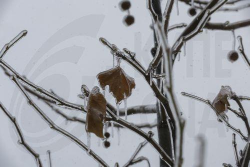 epa12639147 Ice-covered branches are seen afterthe night's ice-rain and hard frost that followed it in Kyiv, Ukraine, 09 January 2026, amid the ongoing Russian invasion. The Ukrainian capital faces hard electricity and heating cut-offs due to the massive combined drone and missile attacks as freezing temperatures of up to minus 25 degrees Celsius are...