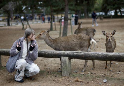 epa12648117 A tourist poses with wild deer at Nara park in Nara, western Japan, 14 January 2026. According to the latest survey by the General Foundation Nara Deer Preservation Foundation in 2025, the deer population reached 1,465 in Nara Park. The deer number has increased for four consecutive years, reaching its highest level since the current survey...