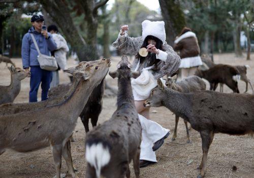 epa12648118 A tourist feeds wild deer with deer crackers at Nara park in Nara, western Japan, 14 January 2026. According to the latest survey by the General Foundation Nara Deer Preservation Foundation in 2025, the deer population reached 1,465 in Nara Park. The deer number has increased for four consecutive years, reaching its highest level since the...