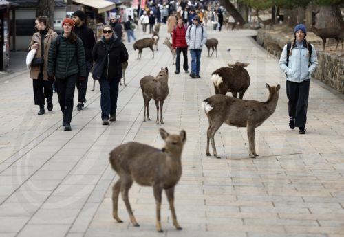 epa12648121 Tourists walk past wild deer at Nara park in Nara, western Japan, 14 January 2026. According to the latest survey by the General Foundation Nara Deer Preservation Foundation in 2025, the deer population reached 1,465 in Nara Park. The deer number has increased for four consecutive years, reaching its highest level since the current survey began...