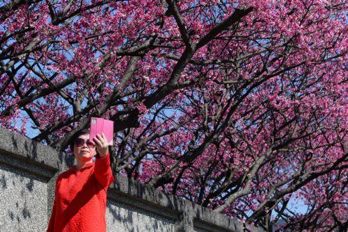 epa12703727 A person takes a selfie with blooming cherry blossoms at Yangmingshan National Park in Taipei, Taiwan, 04 February 2026. Several varieties of cherry blossoms grow across the country, flowering from January to April, with some of the most popular viewing spots being Yangmingshan National Park, Wuling Farm, Alishan and Sun Moon Lake.  EPA/RITCHIE...