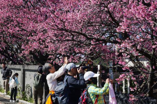 epa12703731 People take photos next to blooming cherry blossoms at Yangmingshan National Park in Taipei, Taiwan, 04 February 2026. Several varieties of cherry blossoms grow across the country, flowering from January to April, with some of the most popular viewing spots being Yangmingshan National Park, Wuling Farm, Alishan and Sun Moon Lake.  EPA/RITCHIE B....