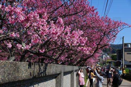 epa12703730 People take photos next to blooming cherry blossoms at Yangmingshan National Park in Taipei, Taiwan, 04 February 2026. Several varieties of cherry blossoms grow across the country, flowering from January to April, with some of the most popular viewing spots being Yangmingshan National Park, Wuling Farm, Alishan and Sun Moon Lake.  EPA/RITCHIE B....