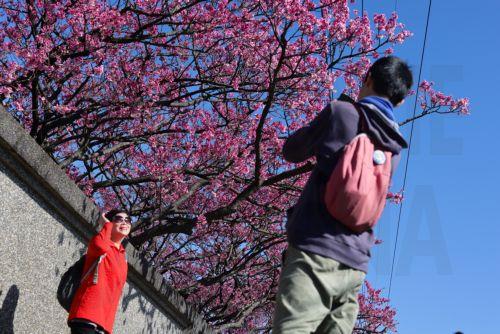 epa12703732 People take photos next to blooming cherry blossoms at Yangmingshan National Park in Taipei, Taiwan, 04 February 2026. Several varieties of cherry blossoms grow across the country, flowering from January to April, with some of the most popular viewing spots being Yangmingshan National Park, Wuling Farm, Alishan and Sun Moon Lake.  EPA/RITCHIE B....