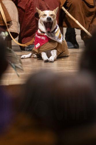epa12725422 Aloka, known as the 'Peace Dog,' sits with the monks as Bhikkhu Pannakara, a Theravada Buddhist monk, speaks to interfaith leaders at the Washington National Cathedral during the Walk For Peace in Washington, DC, USA, 10 February 2026. The Theravada Buddhist monks, who have walked from  Fort Worth, Texas, will make stops at the National...