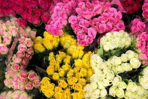 epa12732875 Bundles of roses lie wrapped ahead of Valentine's Day at the Sydney Flower Markets in Sydney, Australia, 13 February 2026.  EPA/BIANCA DE MARCHI AUSTRALIA AND NEW ZEALAND OUT