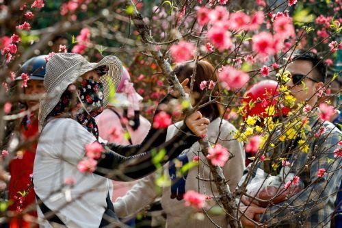 epa12745352 A woman sells peach blossoms at a street market ahead of Tet, the Lunar New Year in Hanoi, Vietnam, 16 February 2026. Tet, Vietnam’s biggest traditional festival, begins on 17 February this year.  EPA/LUONG THAI LINH