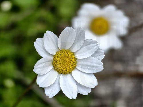 Ανθισμένες μαργαρίτες στη φύση του Ναυπλίου, Τρίτη 24 Φεβρουαρίου 2026. ΑΠΕ-ΜΠΕ /ΑΠΕ-ΜΠΕ/ΜΠΟΥΓΙΩΤΗΣ ΕΥΑΓΓΕΛΟΣ