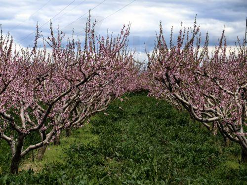 Ανθισμένες κερασιές στη φύση του Ναυπλίου, Τρίτη 24 Φεβρουαρίου 2026. ΑΠΕ-ΜΠΕ /ΑΠΕ-ΜΠΕ/ΜΠΟΥΓΙΩΤΗΣ ΕΥΑΓΓΕΛΟΣ