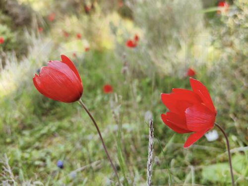 Ανθισμένες κόκκινες ανεμώνες στη φύση του Ναυπλίου, Τρίτη 24 Φεβρουαρίου 2026. ΑΠΕ-ΜΠΕ /ΑΠΕ-ΜΠΕ/ΜΠΟΥΓΙΩΤΗΣ ΕΥΑΓΓΕΛΟΣ