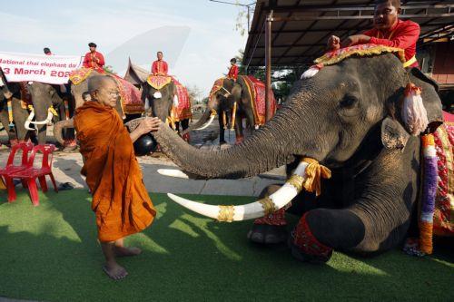 epa12816026 A Thai Buddhist monk collects morning alms food from an elephant during a rite to mark the National Elephant Day at the Ayutthaya Elephant Palace and Royal Kraal in Ayutthaya, Thailand, 13 March 2026. National Elephant Day has been observed annually on 13 March since 1998 to promote the protection and conservation of Thai elephants.  EPA/RUNGROJ...