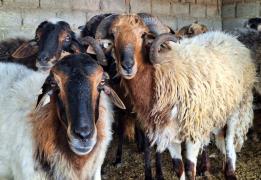 Over €35.6 mln to support livestock farm