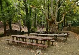 Authorities urge caution over forest fir