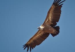 Ελεύθερος γύπας που έτυχε περίθαλψης από