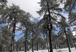 Κλειστός παραμένει δρόμος στο Εθνικό Δασ