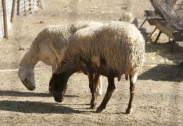 A total of 2,765 sheep and goats in 4 ne
