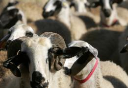 Pergamos farms’ operations on hold pendi