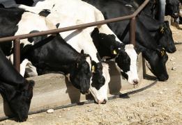 Almost 30,000 animals have been culled, 