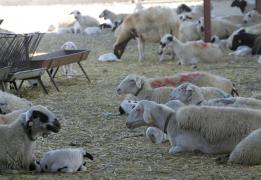 Αντιμετώπιση αφθώδους πυρετού και αυξήσε