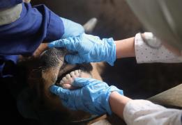 Οι θανατώσεις ζώων στη συνάντηση κτηνοτρ